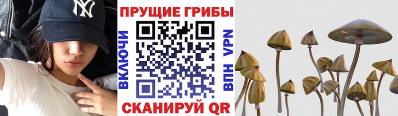 Псилоцибиновые грибы Psilocybine cubensis Бирюсинск